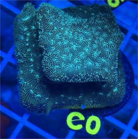 C0 – Teal Frankenstein Leptoseries