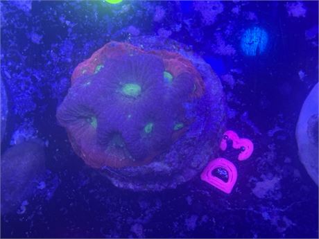 D3- Ring of Fire Favia