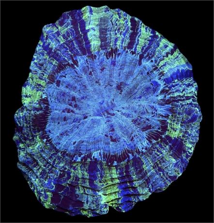 WYSIWYG Tie-Dye Rainbow Acanthophyllia Coral 5"