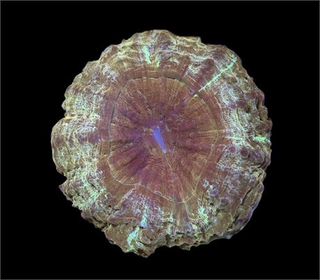 WYSIWYG Ultra Gold Acanthophyllia Coral 4"