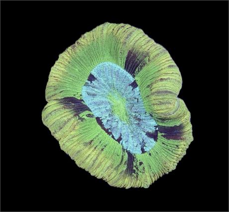 WYSIWYG Yellow Rim Trachyphyllia Coral 3.5"