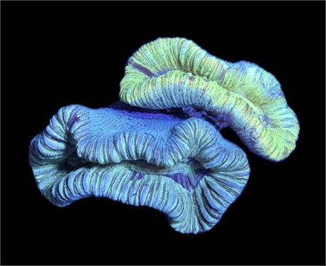 WYSIWYG Natural Double Head Rainbow Trachyphyllia Coral 3"