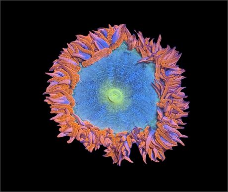 WYSIWYG Ultra Rock Flower Anemone 2.5"