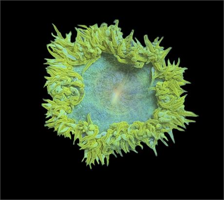 WYSIWYG Ultra Rock Flower Anemone 2.5"