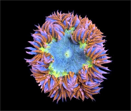 WYSIWYG Ultra Rock Flower Anemone 2.5"