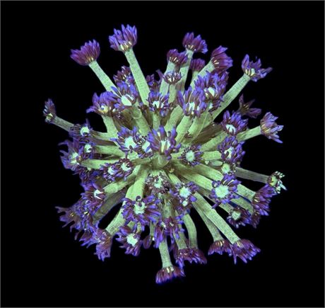 WYSIWYG Medusa Goniopora Coral Colony 3.5"