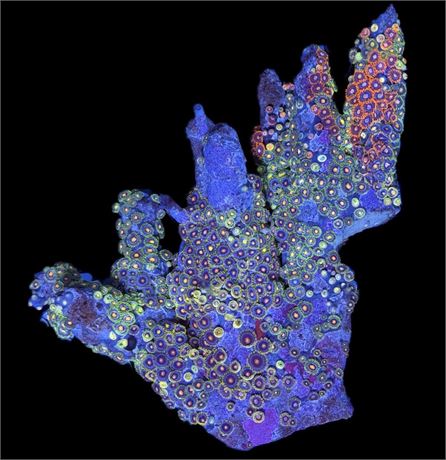 WYSIWYG XXL Mixed Zoanthid Coral Colony 6"