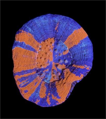 WYSIWYG Superman Scolymia Coral 3"