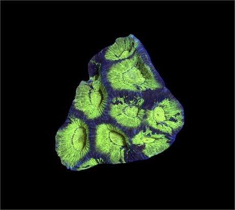 WYSIWYG Toxic Joker Goniastrea Coral 2"