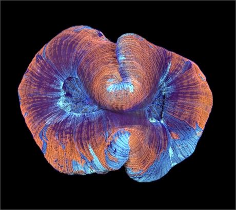 WYSIWYG Ocean Sunset Trachyphyllia/Wellsophyllia Coral 4"