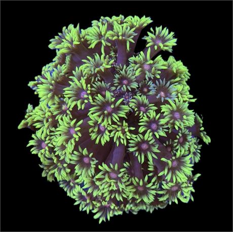 WYSIWYG Grafted Rainbow Goniopora Coral Colony 3.5"