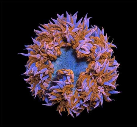 WYSIWYG Ultra Rock Flower Anemone 2.5"