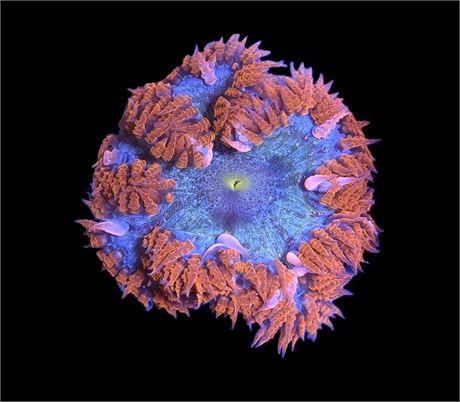 Ultra Rock Flower Anemone 2.5"