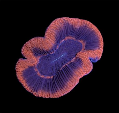 WYSIWYG Ultra Red UFO Trachyphyllia Coral 2.5"