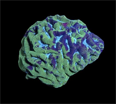 WYSIWYG Purple Splatter Platgyra Coral Colony 3.5"