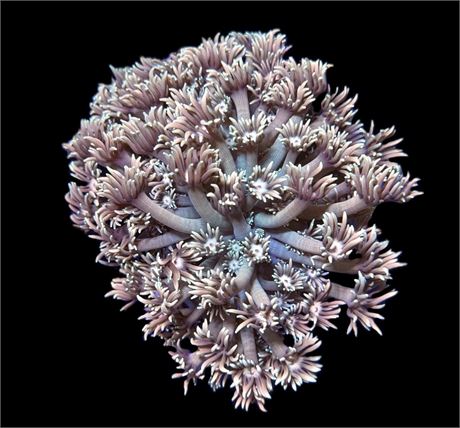 WYSIWYG Rainbow Bronze Goniopora Coral Colony 3.5"