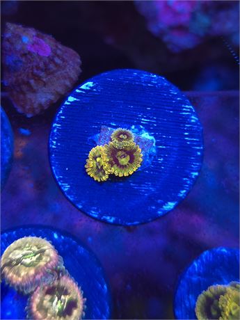 Rainbow Yoda Zoas