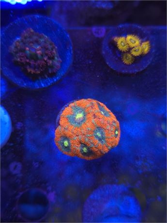 DDA Life Saver Asian Acans