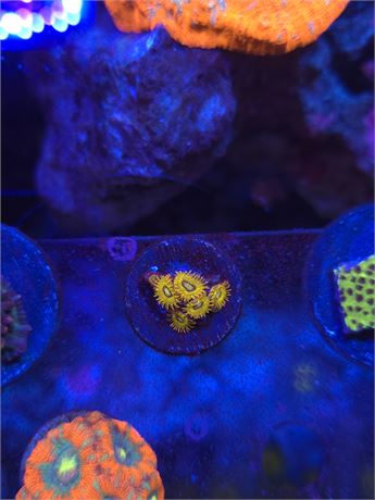 Pikachu Zoas
