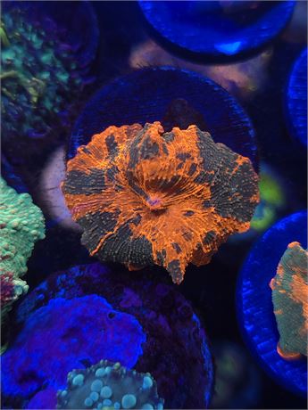 Candy Crush Jawbreaker Mushroom