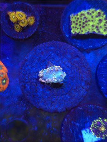 Neptunes Bounce Mushroom