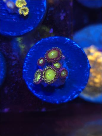 Candy Apple Zoas