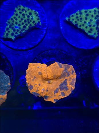 Candy Crush Jawbreaker Mushroom