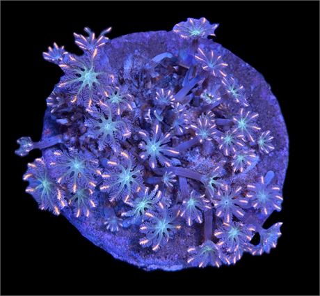 WYSIWYG Highlighter Clove Polyp Coral Colony 4"