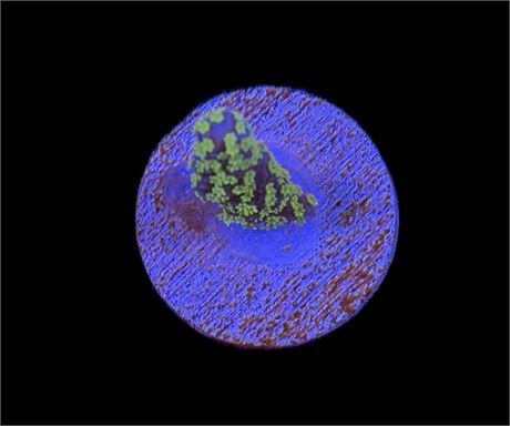 WYSIWYG Tubbs Stellata Montipora Coral Frag 2"