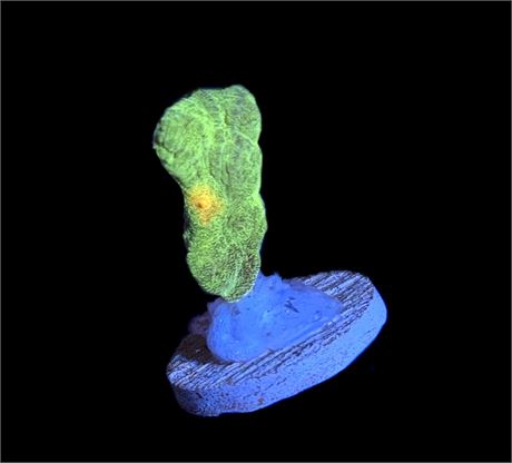 WYSIWYG Space Invader Pectinia Coral Frag 1.5"