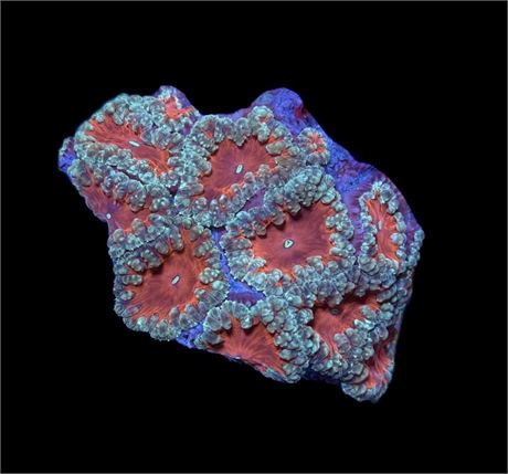 WYSIWYG Rainbow Blastomussa Coral Colony 3"
