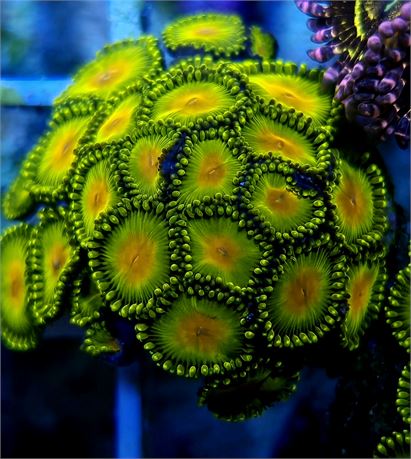 WWC Golden God Zoas