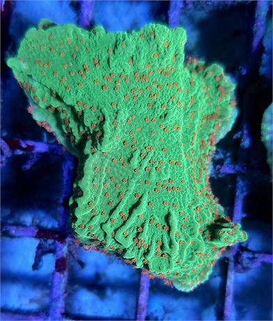 Seasons Greetings Montipora