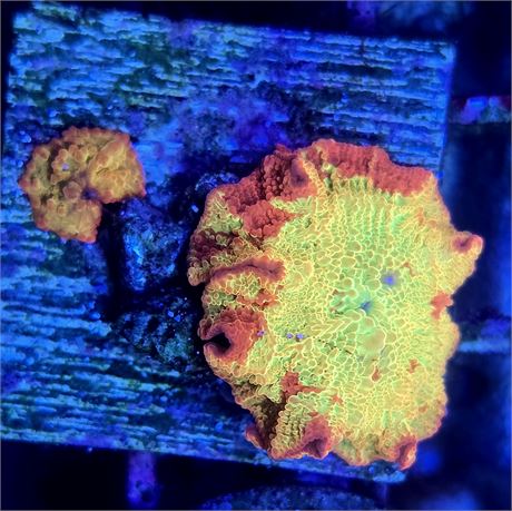 Jawbreaker Mushroom w/baby