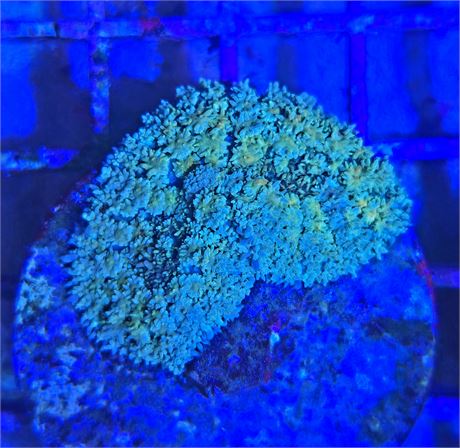 Rainbow Pincushion Mushroom