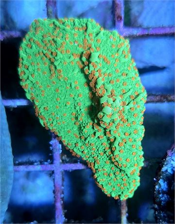 Seasons Greetings Montipora