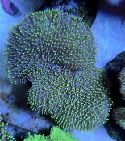 Long Tentacle Toadstool Leather