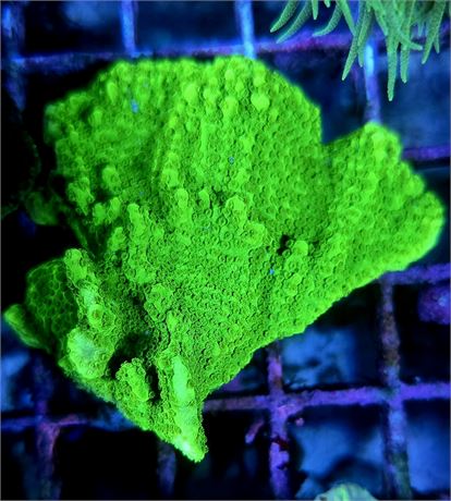 Atomic Green Montipora