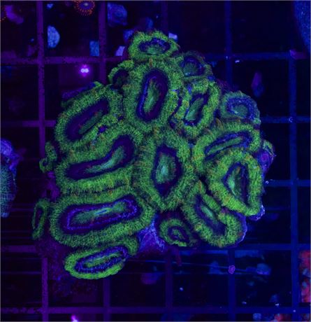 Green Rim Acan Colony