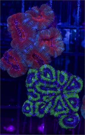 Two for ONE Acan Combo