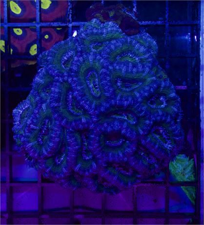 Blue Green Acan Colony
