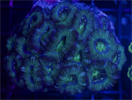 Chunky Green Acan Colony