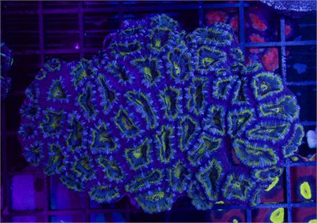 Blue Green Acan Colony 2