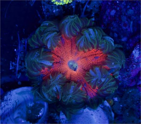 Rock Flower Anemone