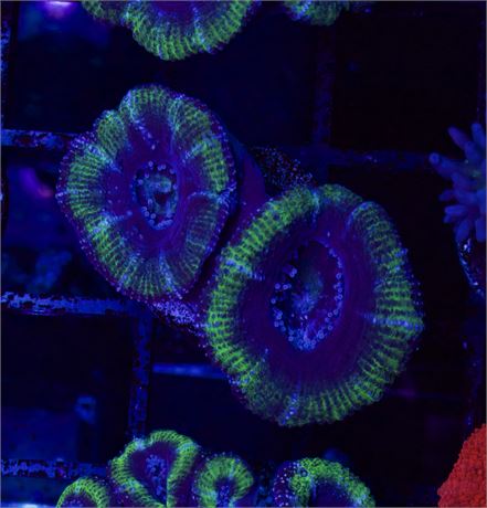 UFO Acan
