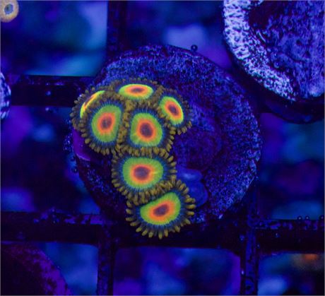Rasta Zoa