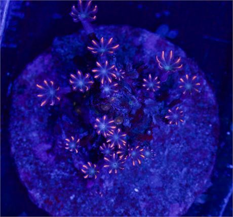 Orange Clove Mini Colony