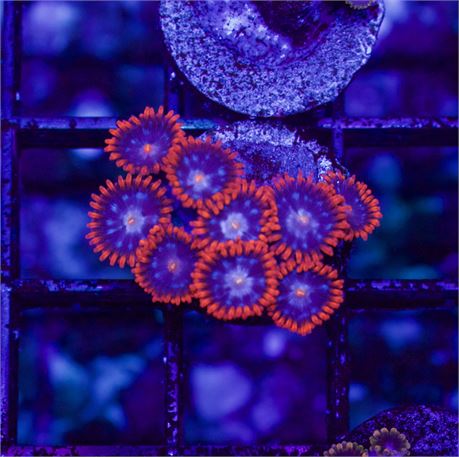 Fire and Ice Zoas