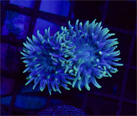 BooBerry Duncan (2 Heads)