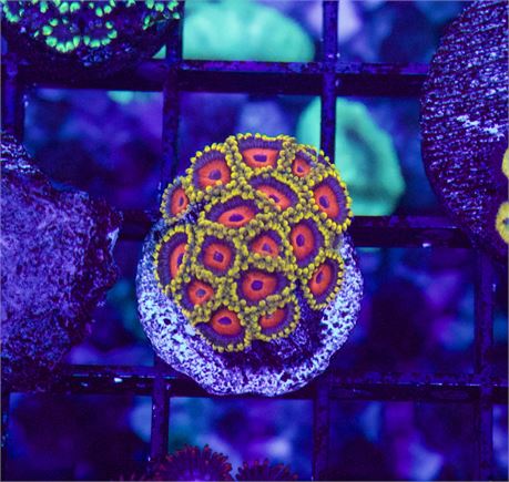 Eagle Eye Zoa